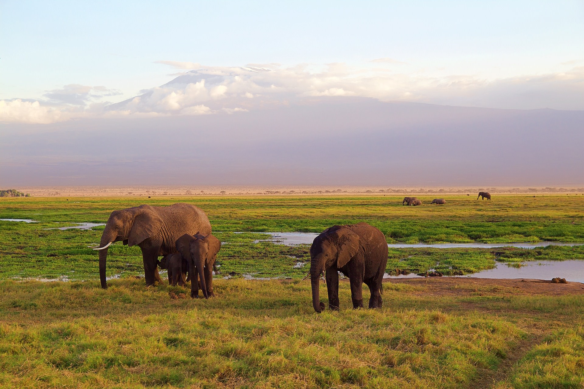 Kenya's Amboseli, Meru & Mara