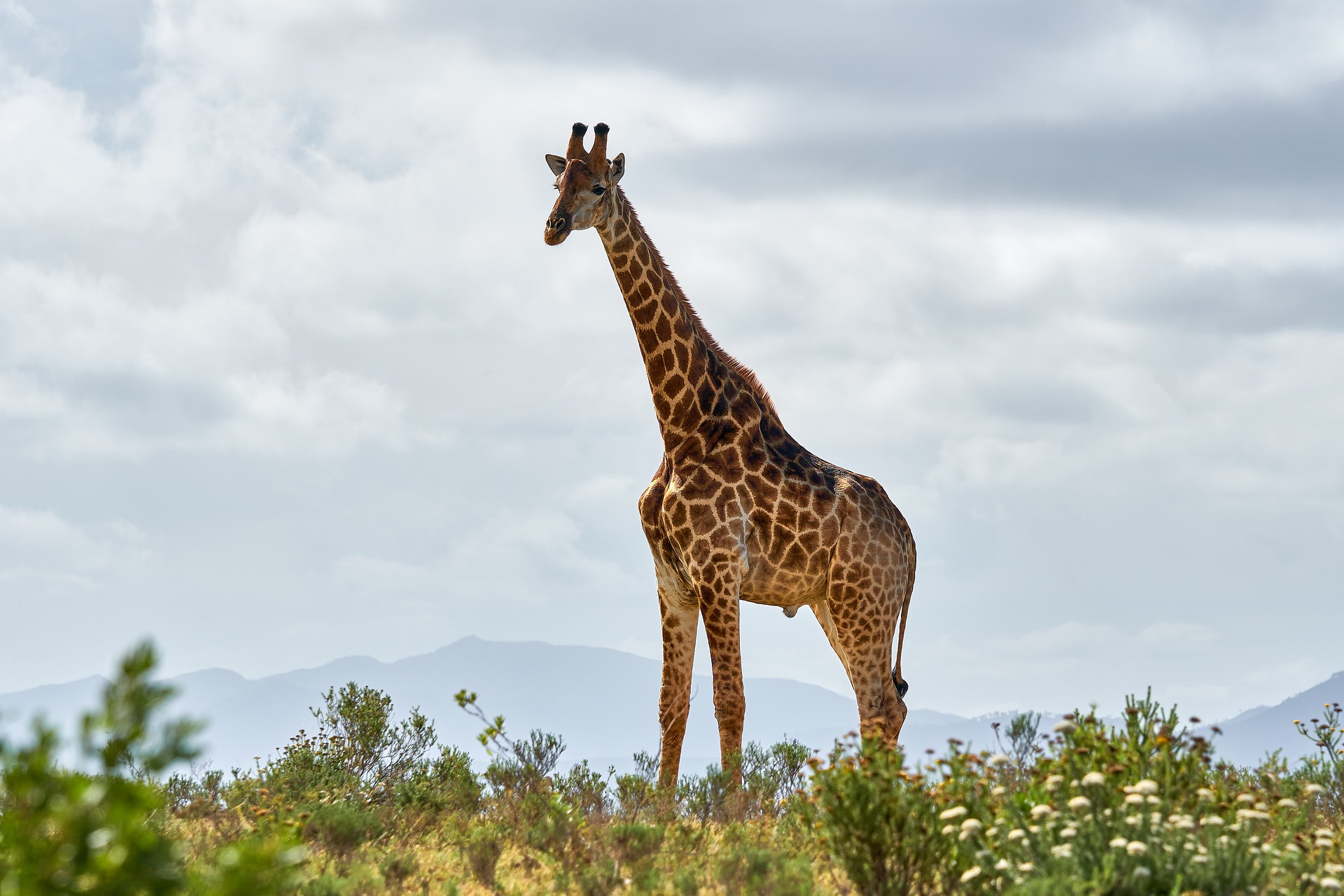 Kenya's Amboseli, Meru & Mara